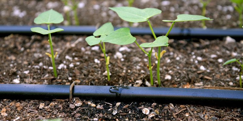 Keep Moisture Even Without Saturating the Roots