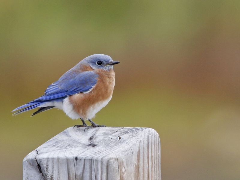 Bluebirds (Eastern, Mountain, Western)