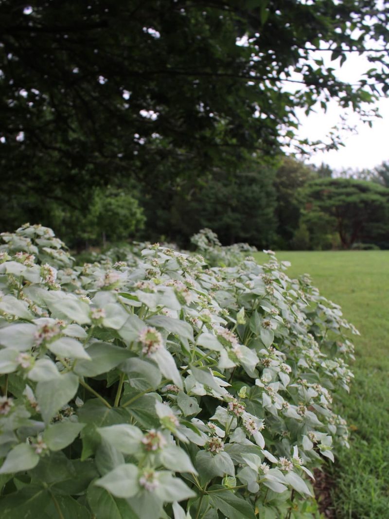 Use the patio edge to manage growth and maintenance