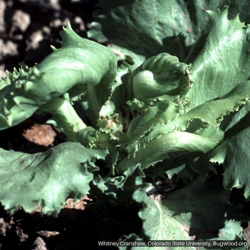 Investigate Symptoms That Do Not Fit Ordinary Bolting