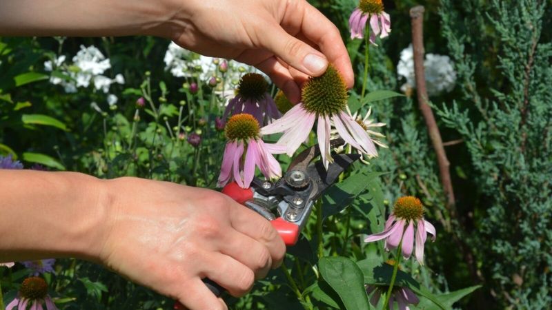 Coneflower (Echinacea)