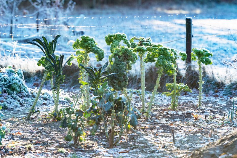 Set Up Hardy Crops To Overwinter