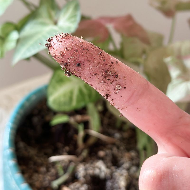 Check the Soil Before You Water