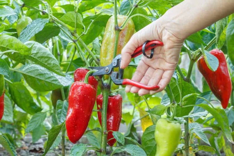 Harvest Ripe Peppers Often