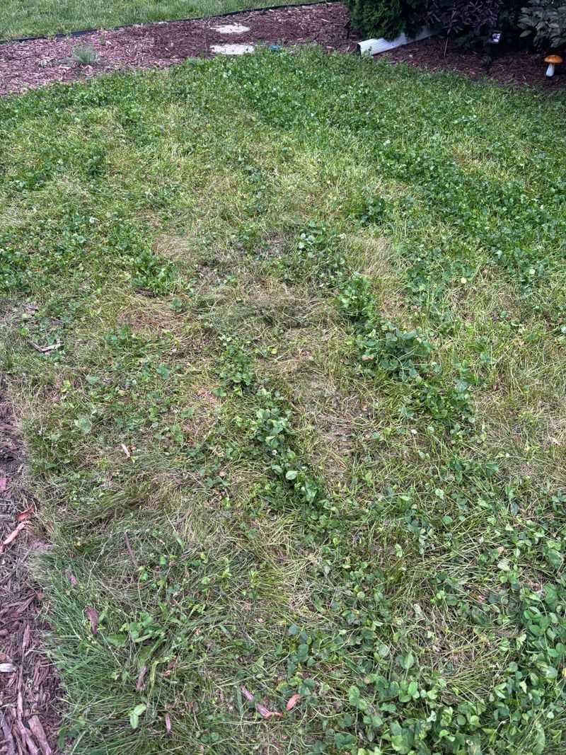 Mistake: Scalping the Lawn