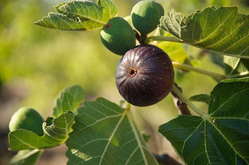 If the soil is right but figs stall, check the larger North Carolina constraints