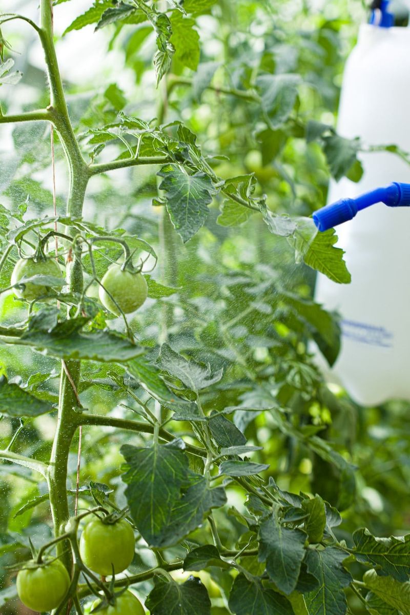 Helping Tomatoes Absorb Other Nutrients