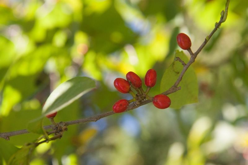 Spicebush