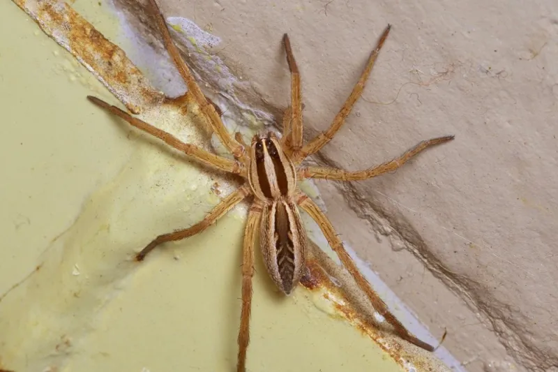 An indoor fall sighting does not reveal why the spider came in