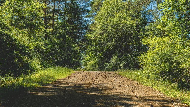 Give Porcupines Plenty of Space