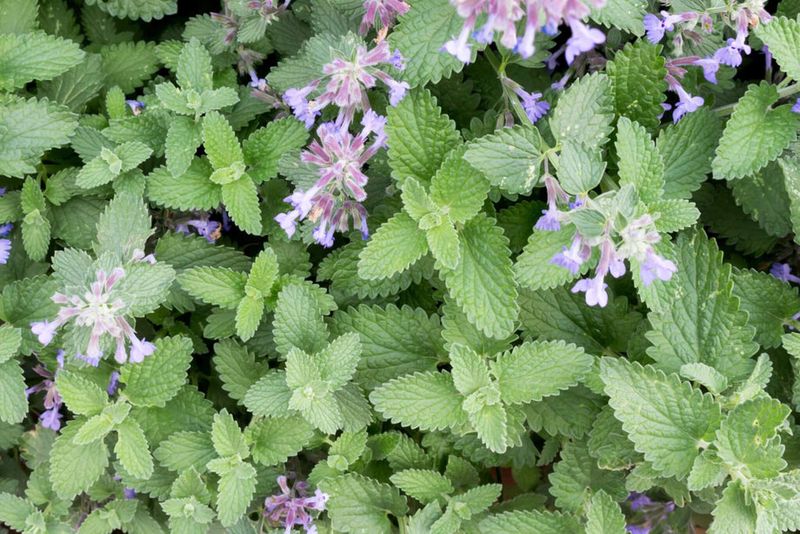 Treat catnip as a research lead, not a protection plan