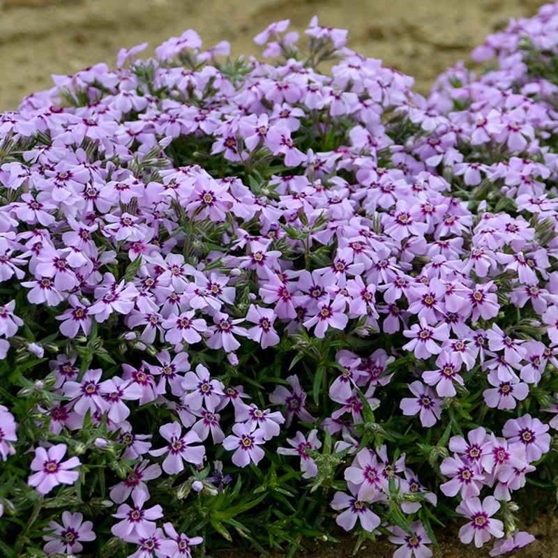 Creeping Phlox (Phlox subulata)