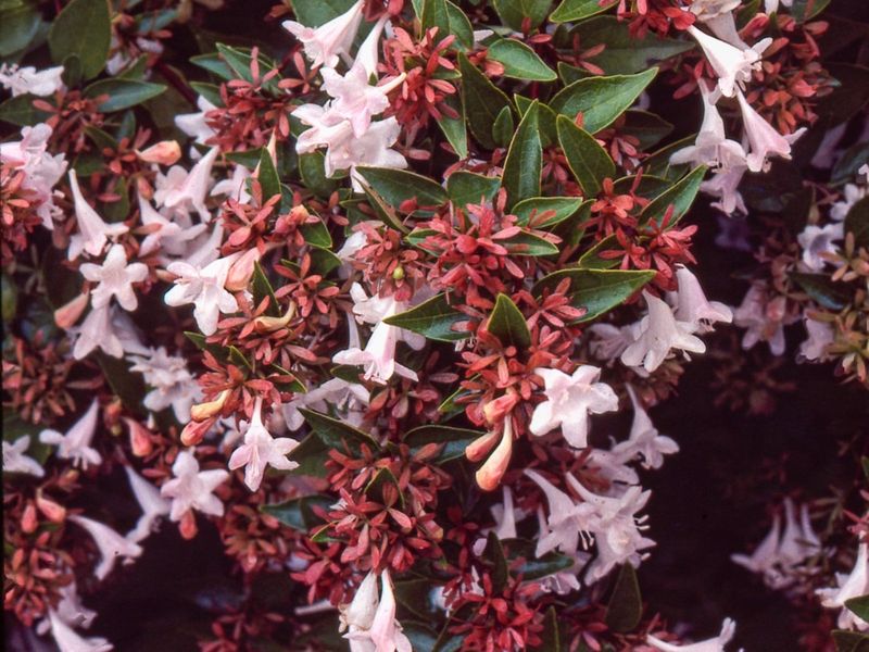Glossy Abelia
