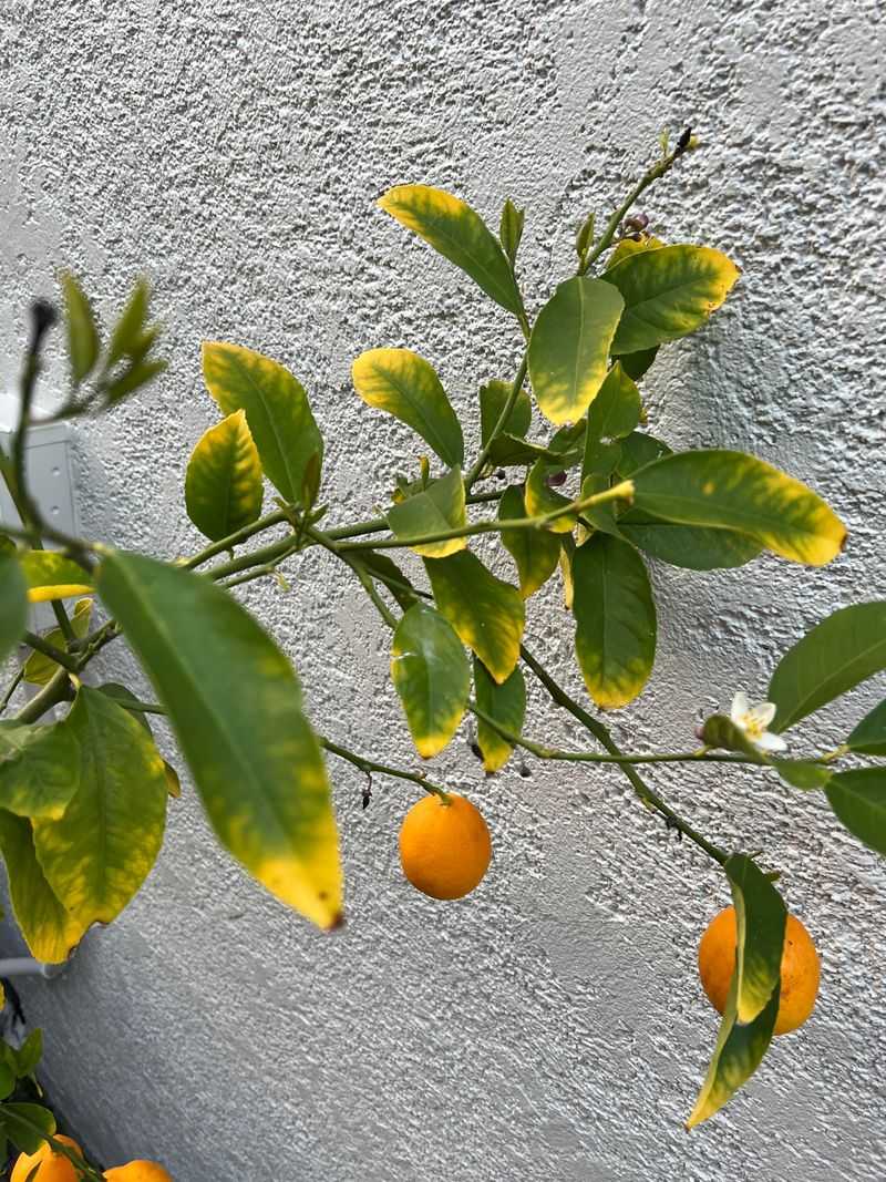Normal fruitlet thinning differs from a tree in decline