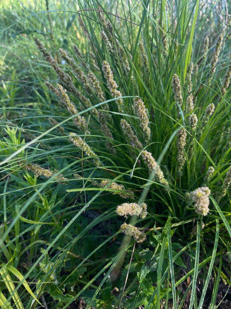 Native Sedges (Carex species)