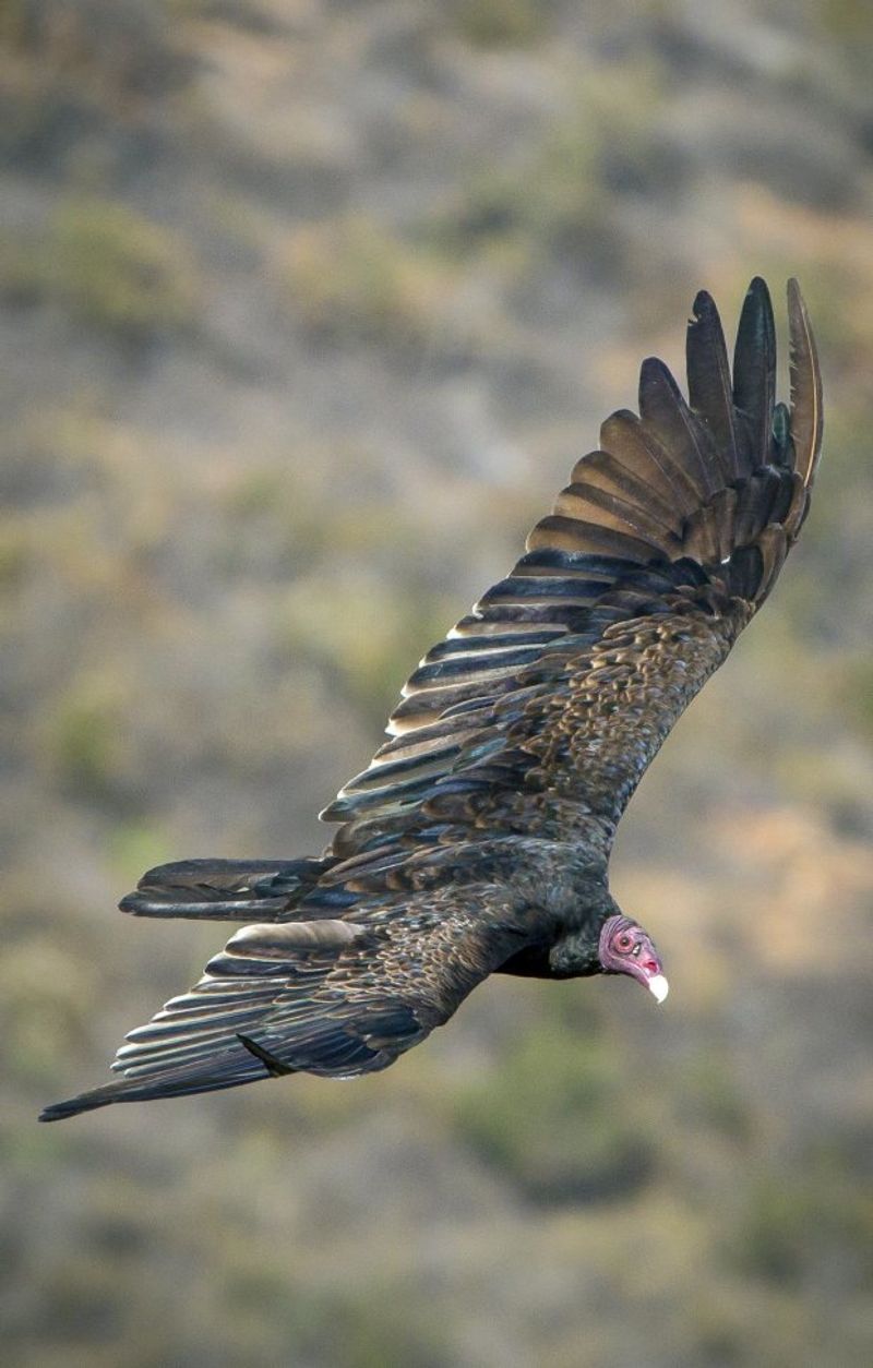 The Vultures Over Your Yard May Be Working Somewhere Nearby