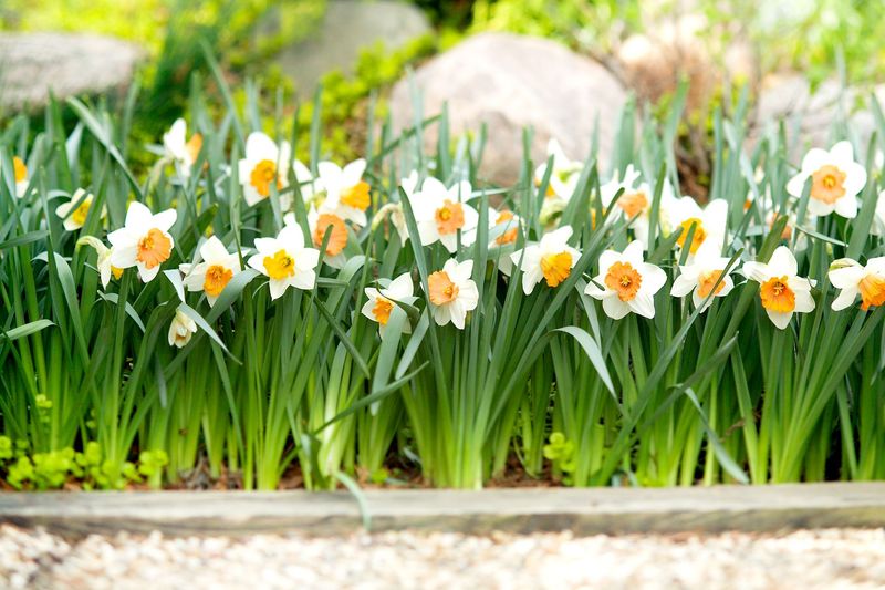 Daffodils