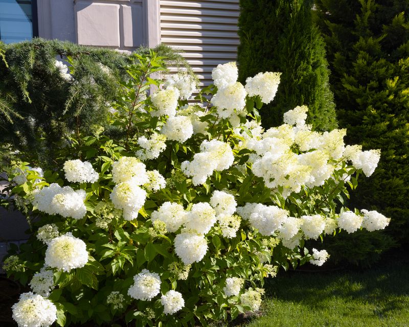 Does this hydrangea get more sun than it can handle?