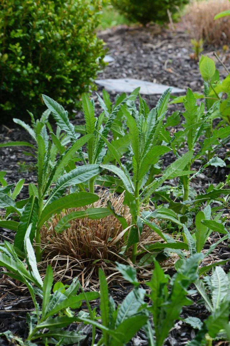 Control persistent weeds before planting
