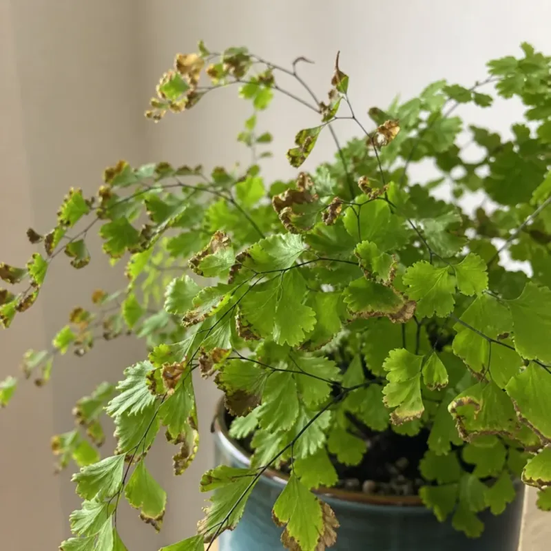 Maidenhair Fern