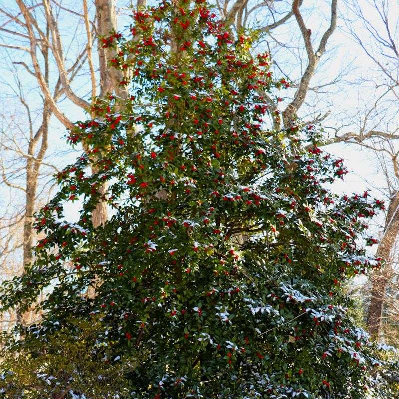 American Holly