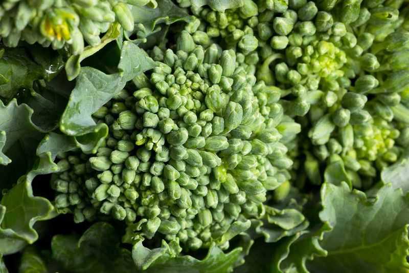 Broccoli Raab (Rapini)