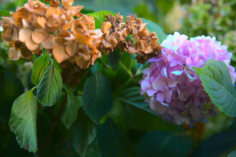 Fertilizing a Stressed or Thirsty Plant