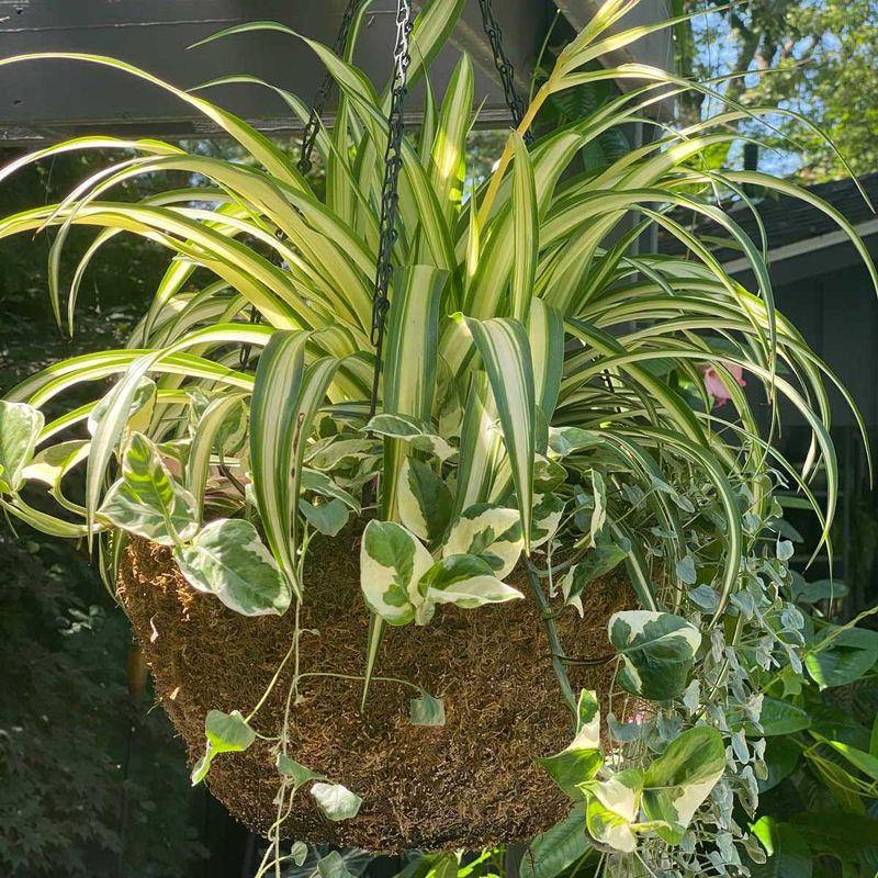 Inspect plants before bringing them back indoors