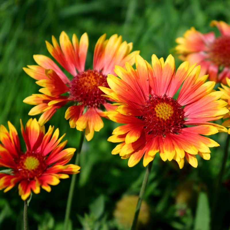 Blanket Flower (Gaillardia × grandiflora)