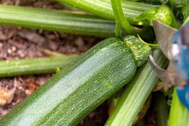 Don't Harvest Too Small