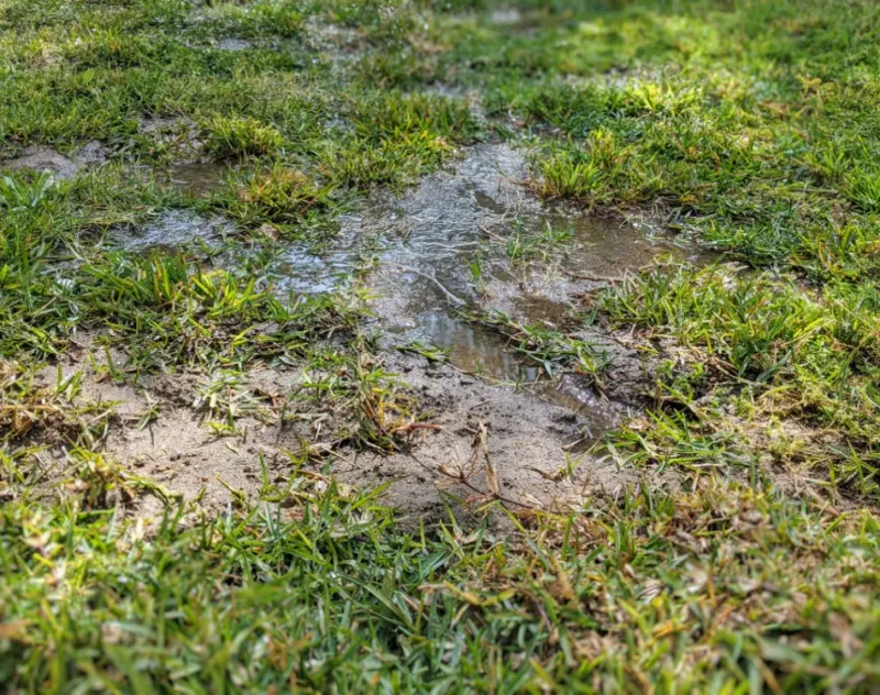 Your Lawn Has Poor Air Circulation
