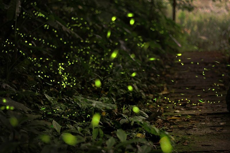 Save one patch, and manage the rest for your yard