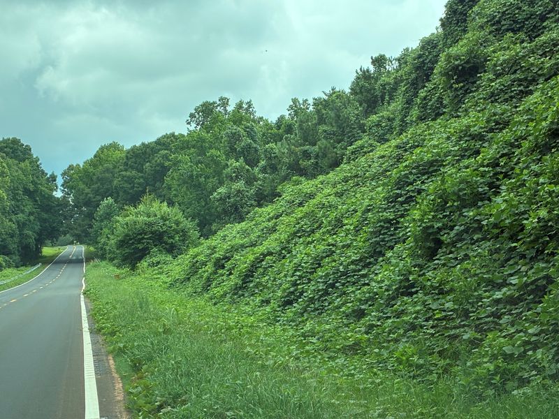 Kudzu