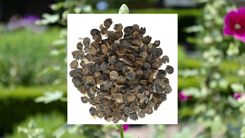 Sow seeds close to the soil surface