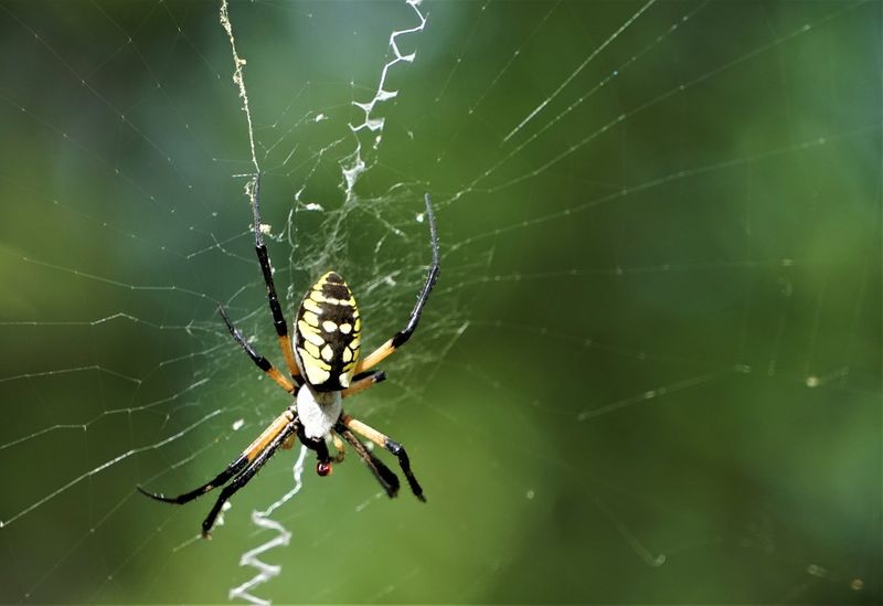 A sighting is a clue, not a yard-health score