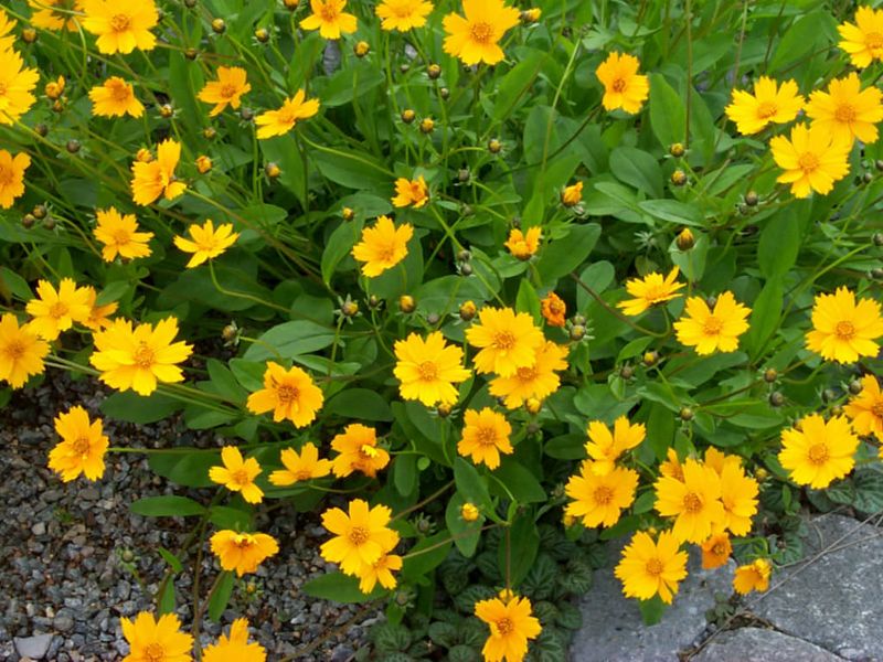 Lobed Tickseed (Coreopsis auriculata 'Nana')