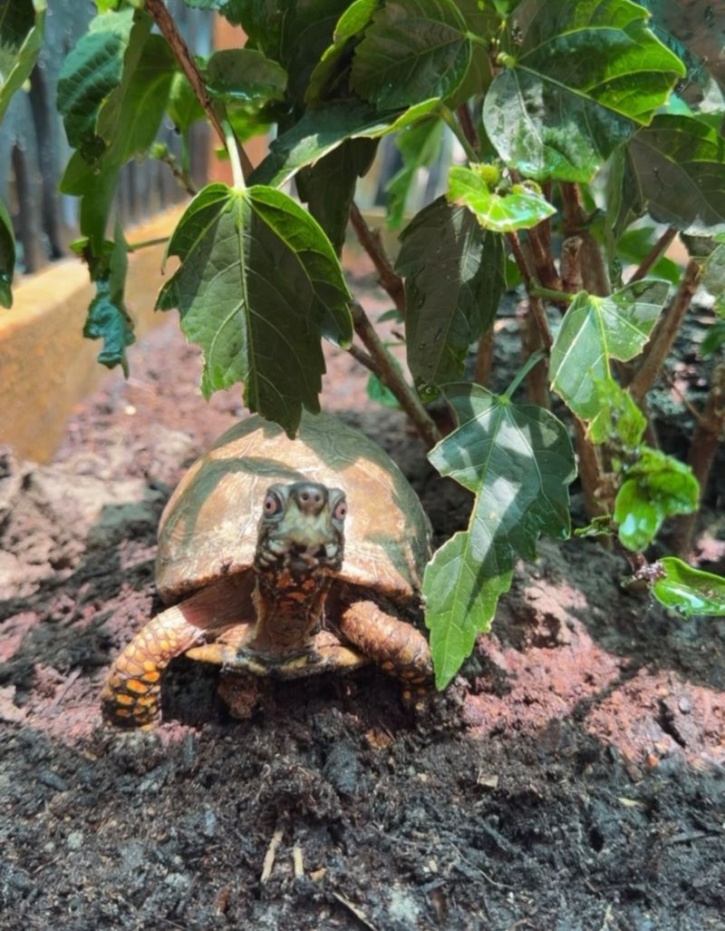What the garden offers is habitat, not a soil verdict
