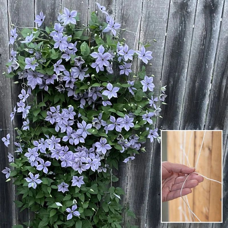 Give the Vine Something Proper to Climb