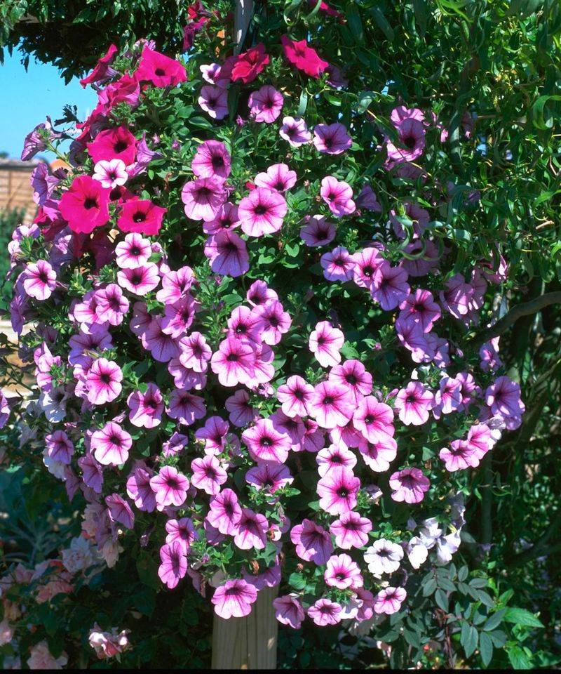 Choose flowers for the boat’s light and the season