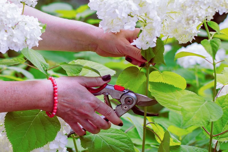 After the pruning window, usually preserve live stems on old-wood types