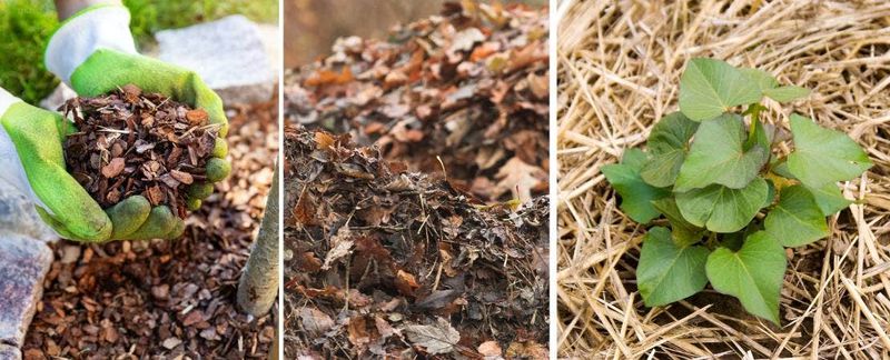 Apply Mulch to Combat Heat Stress and Weeds