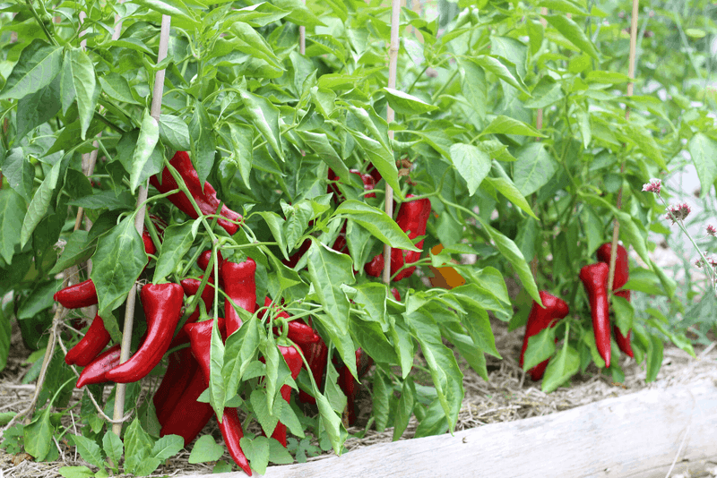 Peppers