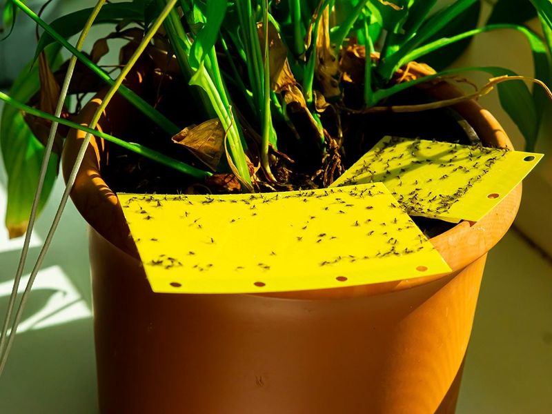 Fungus Gnats Swarming Around The Pot (Overwatering)