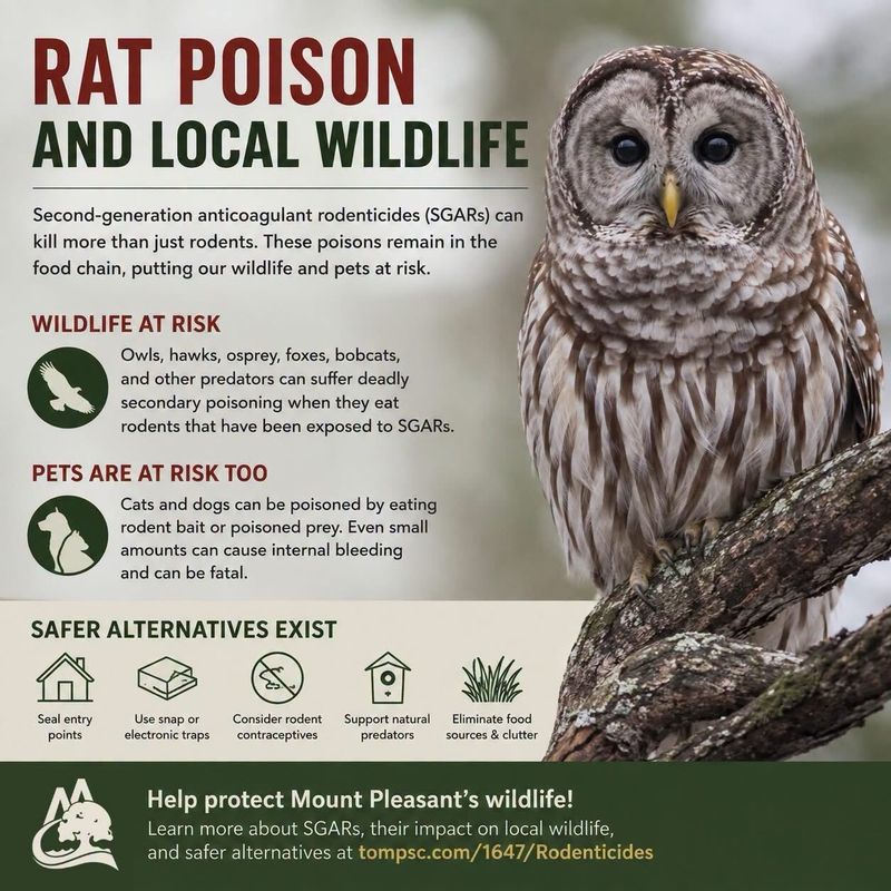 Keep rodenticide away from the owl’s hunting ground