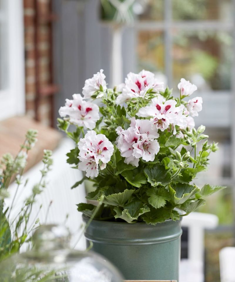 Feed Lightly With a Bloom Fertilizer