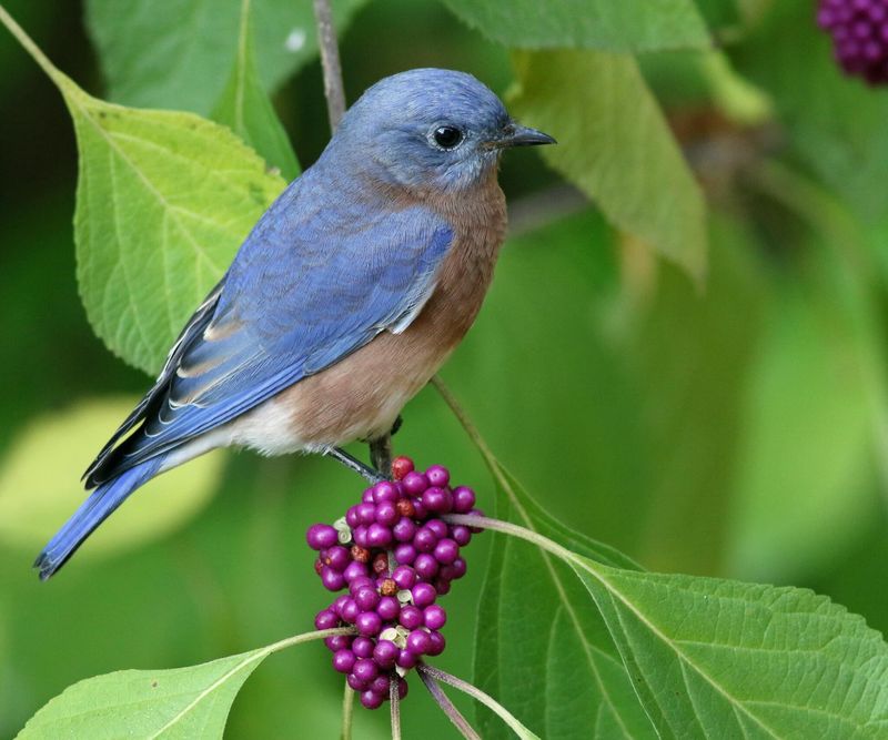 One beautyberry helps, but a bird-friendly yard needs more than one shrub