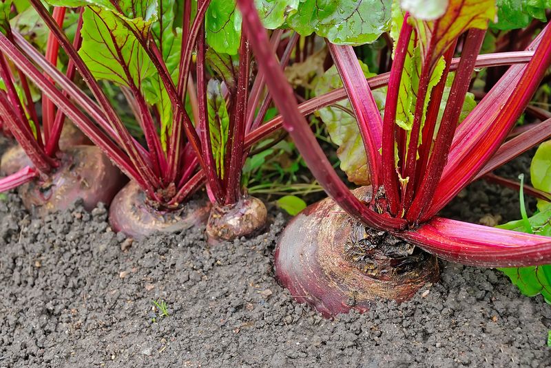 Growing in Compacted or Heavy Clay Soil