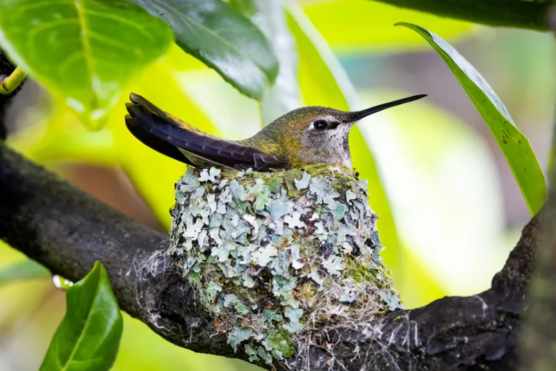 Too Close to a Hummingbird Nest