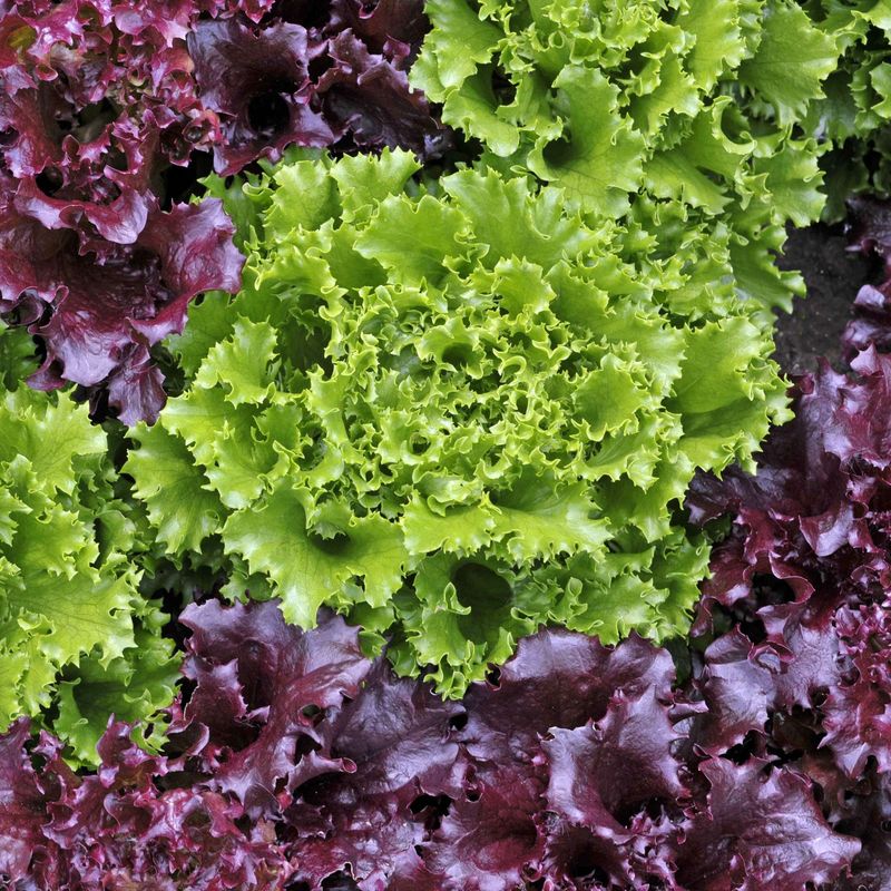 Lettuce