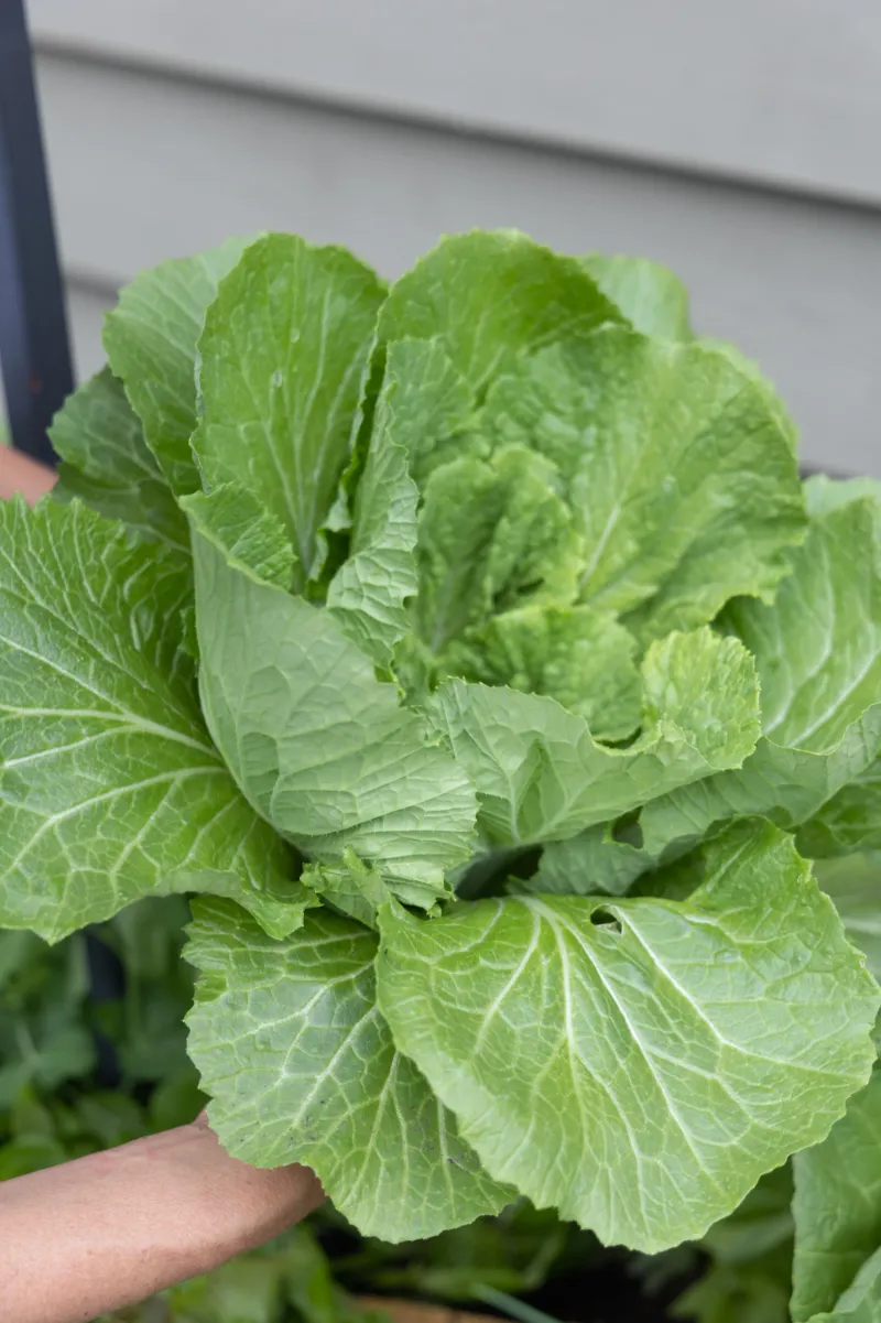 Cool conditions support heading, but they do not explain every plant